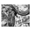 Search for white buffalo posters Wildlife