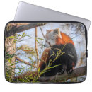 Search for bamboo cases Wildlife