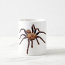 Search for venomous mugs Spider
