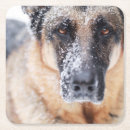 Search for german coasters Pet