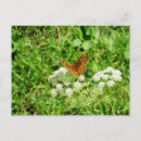 Search for black orange postcards Butterfly