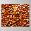 Search for poinsettias posters Leaves