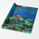 Search for box turtle photography Sea