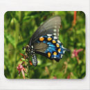 Search for swallowtail mousepads Wings