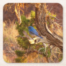 Search for birdwatcher coasters Wildlife
