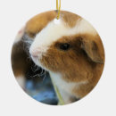 Search for guinea pig christmas tree decorations Pets