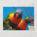 Search for lori postcards Birds
