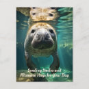 Search for manatee postcards Sea cow