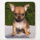 Search for little brown mousepads Animal