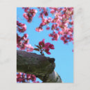 Search for sprig postcards Pink