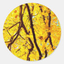 Search for linden tree Leaves