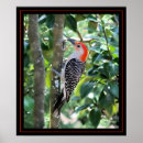 Search for woodpecker posters Nature