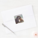 Search for marmot stickers Animals