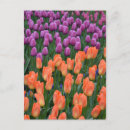 Search for spring tulips postcards Floral