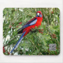 Search for parrot photography Trees