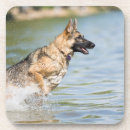 Search for german shepherd coasters Puppy