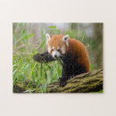 Search for cute red panda puzzles Wildlife