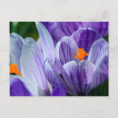 Search for spring crocus postcards Bloom