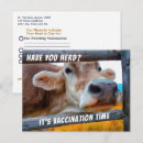 Search for veterinary postcards Cow