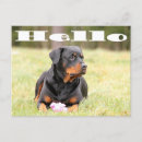 Search for rotweilers Puppies