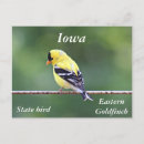 Search for american goldfinch postcards Nature