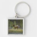 Search for animals in water key rings Selective focus