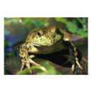 Search for frog painting posters Aquatic