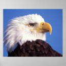 Search for haliaeetus posters Animal