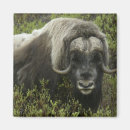 Search for threat magnets Wildlife