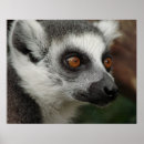 Search for lemur posters Animals