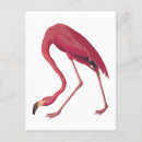 Search for vintage flamingo postcards Birds of america