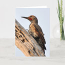 Search for beak cards Orange