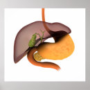 Search for human digestive system posters Square image