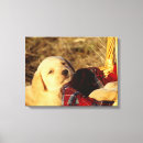 Search for canine photography Young animal