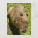 Search for live green postcards Wildlife