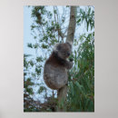 Search for australia kangaroo posters Wildlife