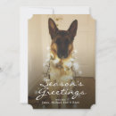 Search for german shepherd photography Looking at camera