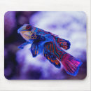 Search for goby Fish