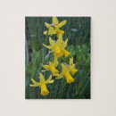 Search for daffodil puzzles Garden