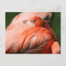 Search for flamingo picture postcards Pink