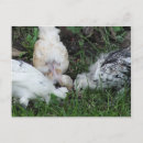 Search for hen postcards Chicks