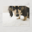 Search for two image postcards Dog