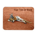 Search for kangaroo rectangular magnets Nature