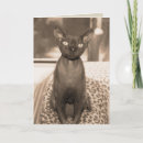 Search for devon rex Pets