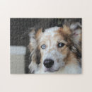 Search for australian shepherd puzzles Dog