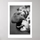 Search for black and white giraffe art Mammal