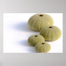 Search for urchin posters Sea