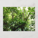 Search for rain forest postcards Landscape