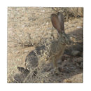 Search for tail tiles Animal