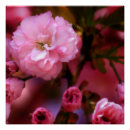 Search for spring cherry blossom posters Flora